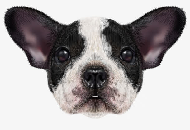 卡通手绘可爱逼真斗牛犬免抠