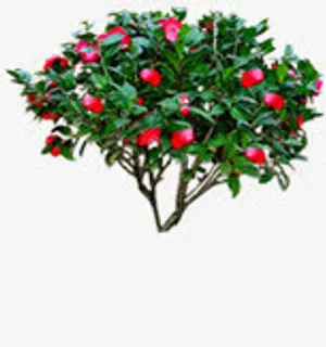 盛开红色花朵植物免抠