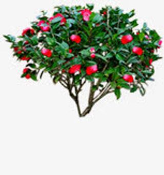 盛开红色花朵植物免抠