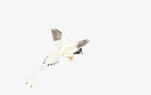 浪漫喜鹊简笔画图案免抠