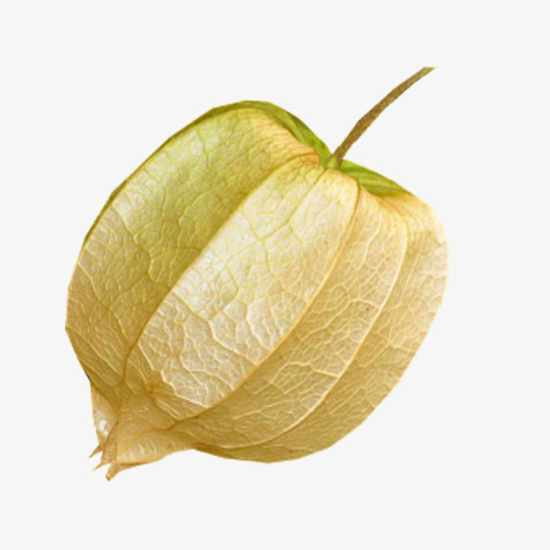 灯笼果酸浆果实免抠