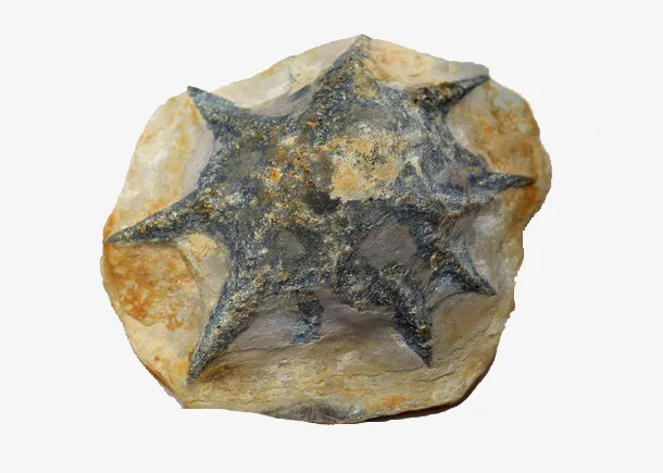 灰色海星化石免抠