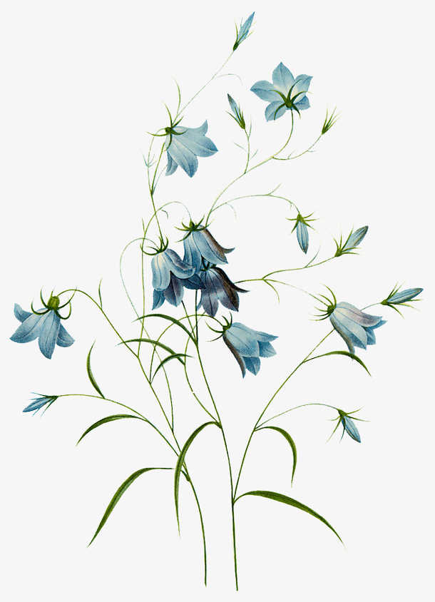 手绘鲜花免抠