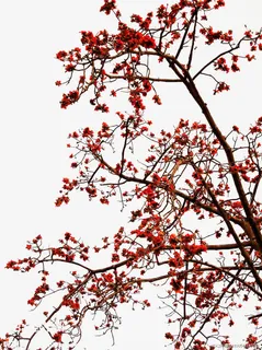 红色木棉花树免抠 红色木棉花树免抠