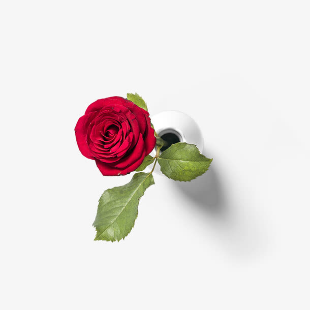 红色玫瑰花免抠
