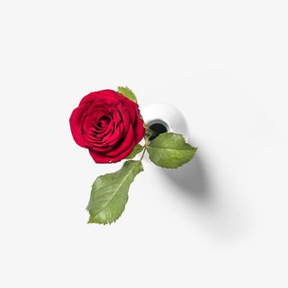 红色玫瑰花免抠