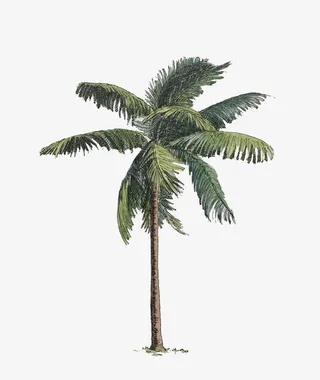 卡通椰子树免抠