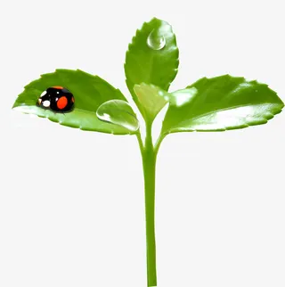 花草装饰图免抠