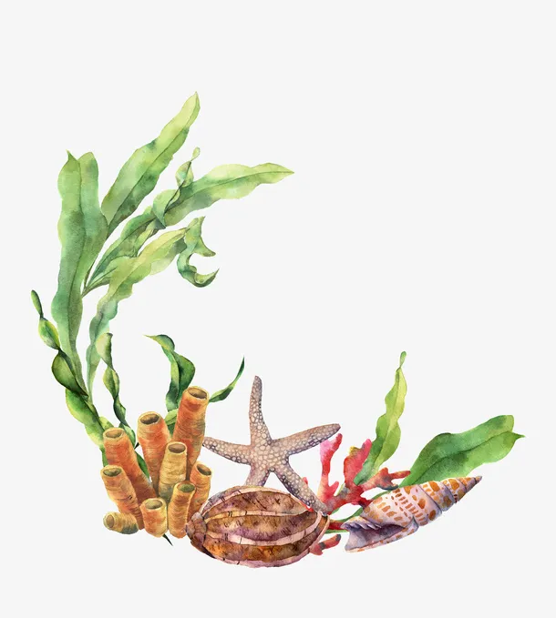 手绘海洋生物植物装饰免抠