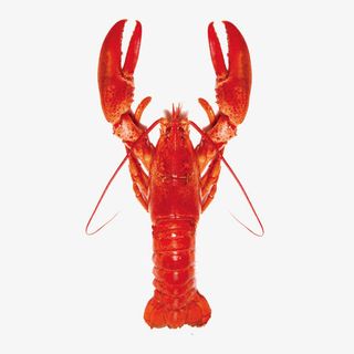 红色大龙虾免抠