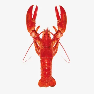 红色大龙虾免抠