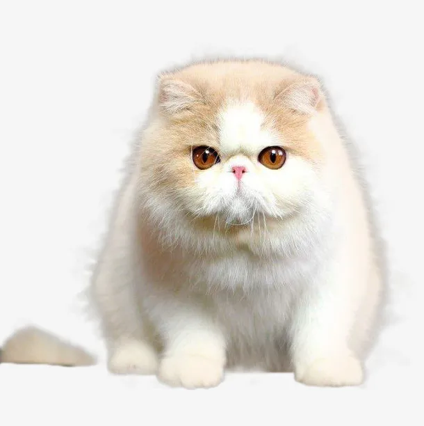 肥胖可爱的加菲猫免抠