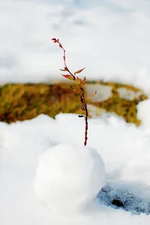 雪地上的苏醒的春天高清 雪地上的苏醒的春天高清