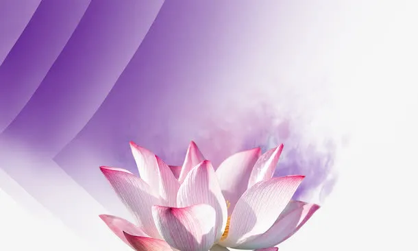 莲花免抠