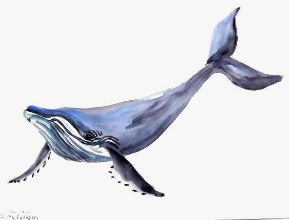 水彩蓝鲸免抠