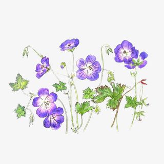 非洲紫罗兰图片素材免抠