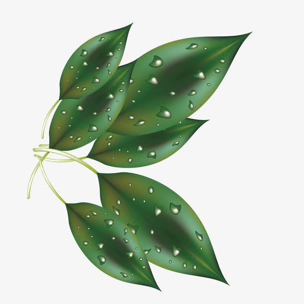 矢量绿色叶子插画免抠