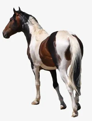 手绘手绘图片免抠