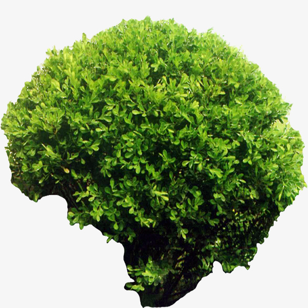 小叶黄杨2免扣素材免抠