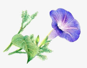 花卉免抠