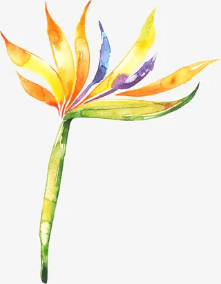 庆典花卉花卉素材免抠