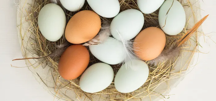 鸡蛋背景图高清