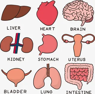 矢量卡通内脏素材免抠
