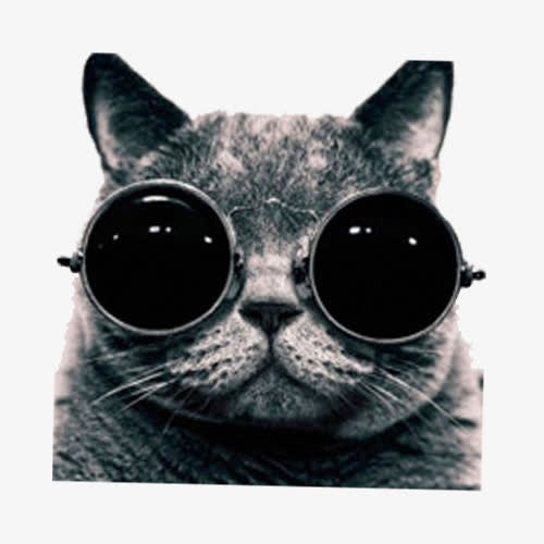 戴眼镜的酷猫咪免抠