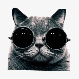 戴眼镜的酷猫咪免抠 戴眼镜的酷猫咪免抠