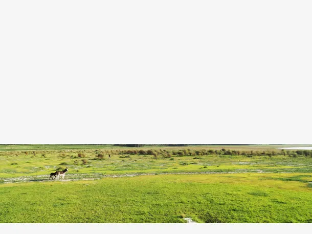 绿色草地免抠