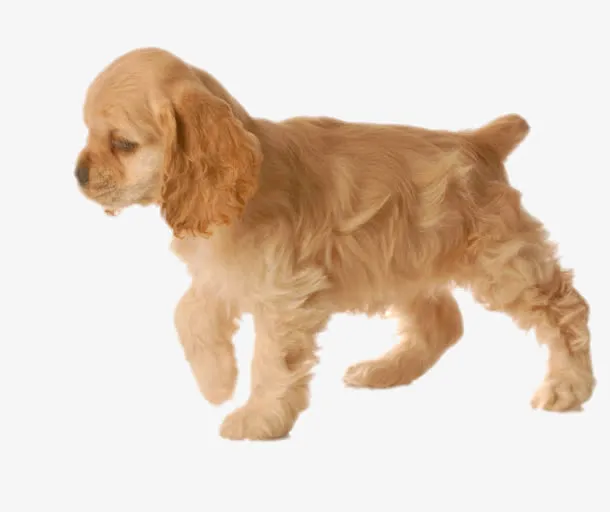 在行走的狗狗免抠