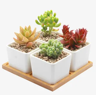 观音莲 趣味 四季肉肉植物免抠