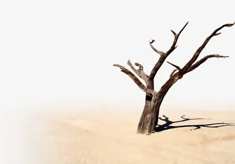 沙漠上的干枯树干团队免抠 沙漠上的干枯树干团队免抠