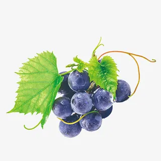 黑加仑葡萄免抠