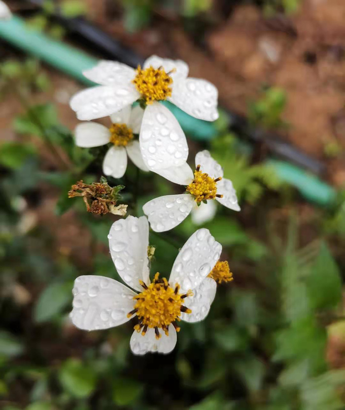 风雨后的小花高清