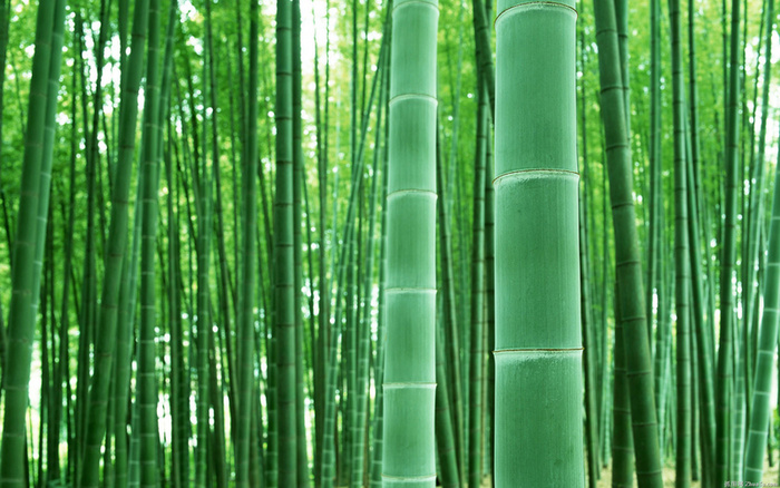 绿色竹子背景高清