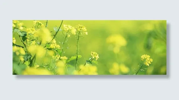 农业花草油菜花唯美朦胧背景banner