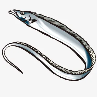 带鱼鳗鱼图案设计免抠