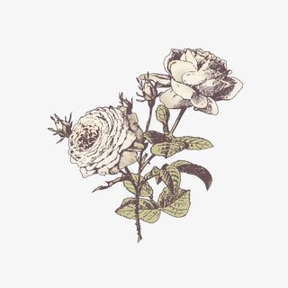 复古风格鲜花免抠