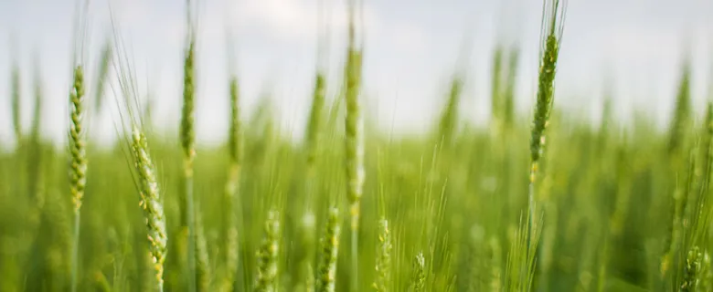 天空麦田背景图高清