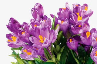 装饰图片花草线描免抠