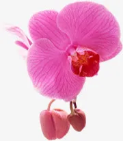 粉色鲜花花朵装饰美景免抠
