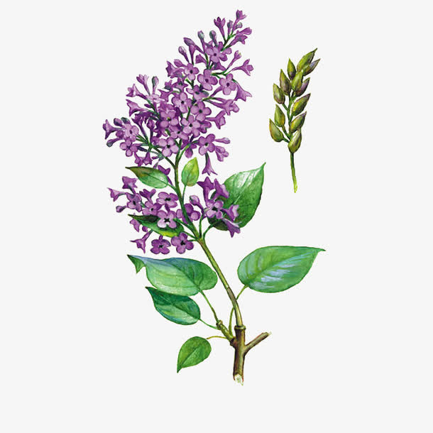 手绘紫丁香花卉插画免抠免抠