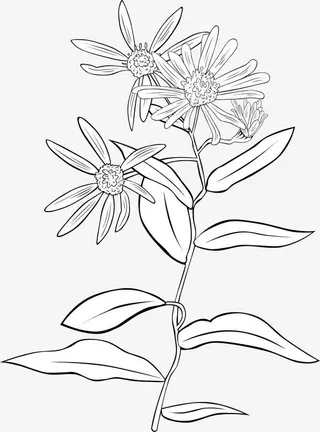 一颗野菊花免抠