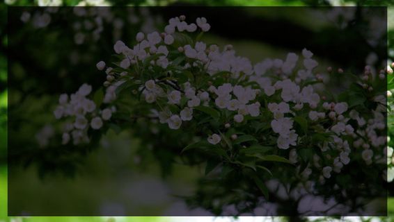 梨花遮罩背景免抠背景摄影风景元素