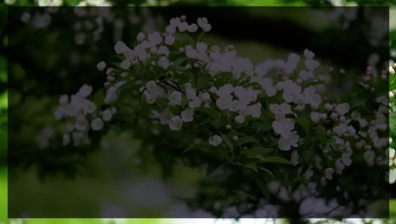 梨花遮罩背景免抠背景摄影风景元素 梨花遮罩背景免抠背景摄影风景元素