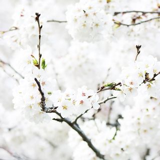 春天 花朵 自然 野外3高清