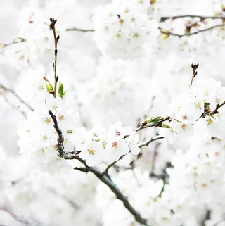 春天 花朵 自然 野外3高清