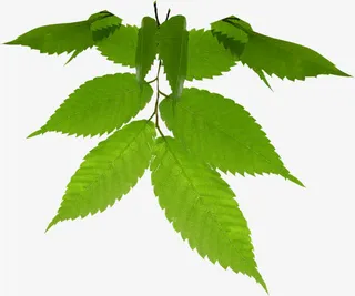 春天绿色环保树叶免抠