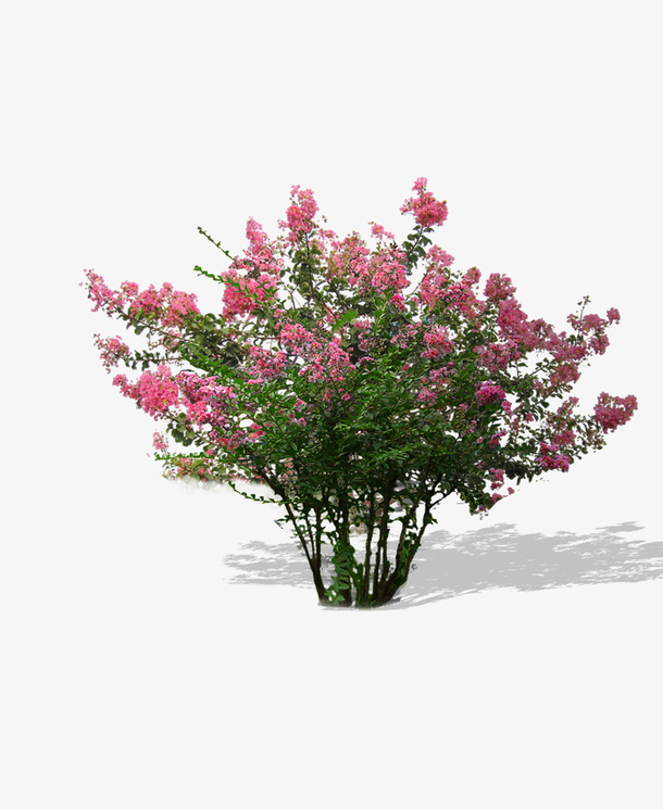 免扣素材——丛生紫薇免抠